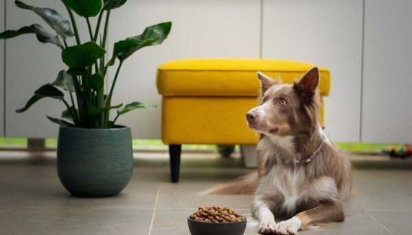 Pets Co.