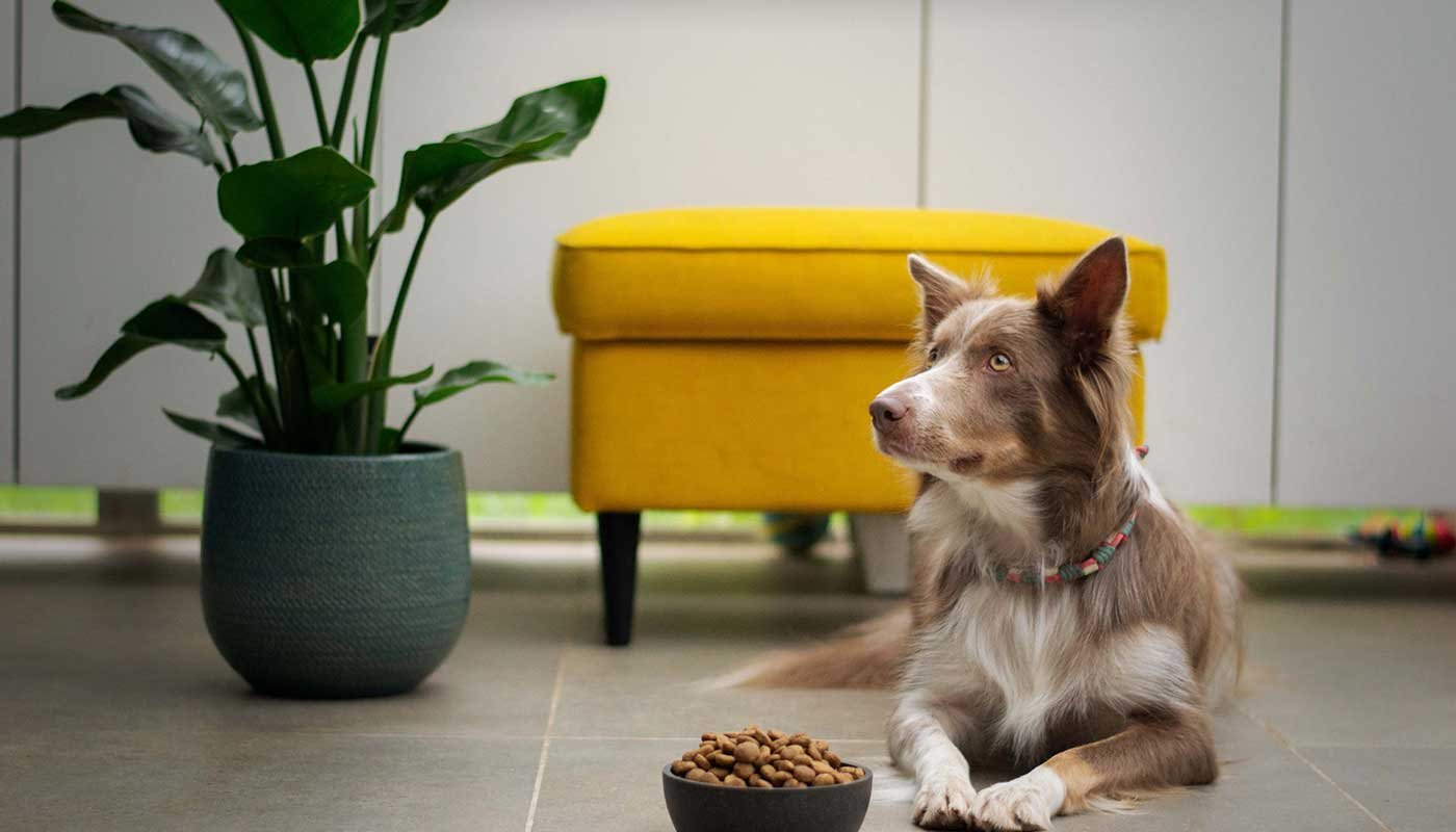 Pets Co.
